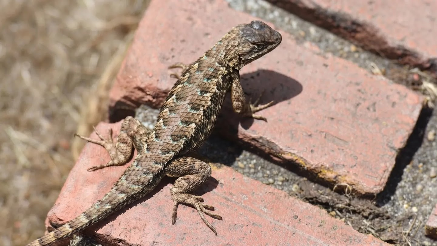 Official Google DeepMind Nano Banana 2 Lite example showing a spiny lizard with turquoise-flecked scales on red bricks.